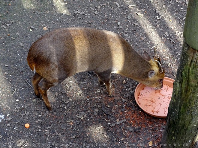 Photo de Muntjac