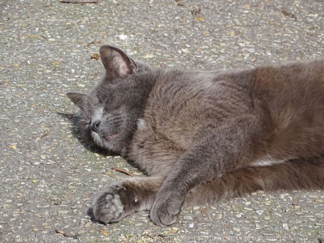 Photo de Chat domestique