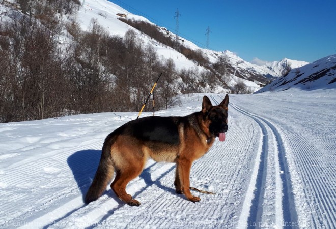 Photo de Berger allemand  poil court