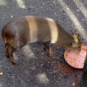 Photo de Muntjac