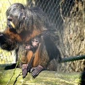 Photo de Singe - saki