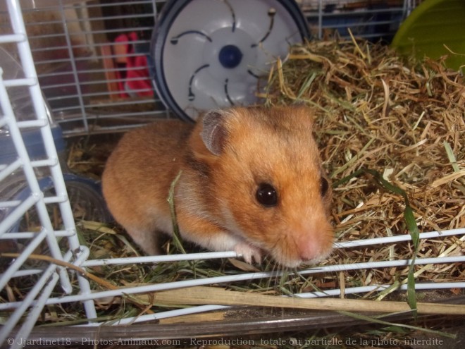 Photo de Hamster