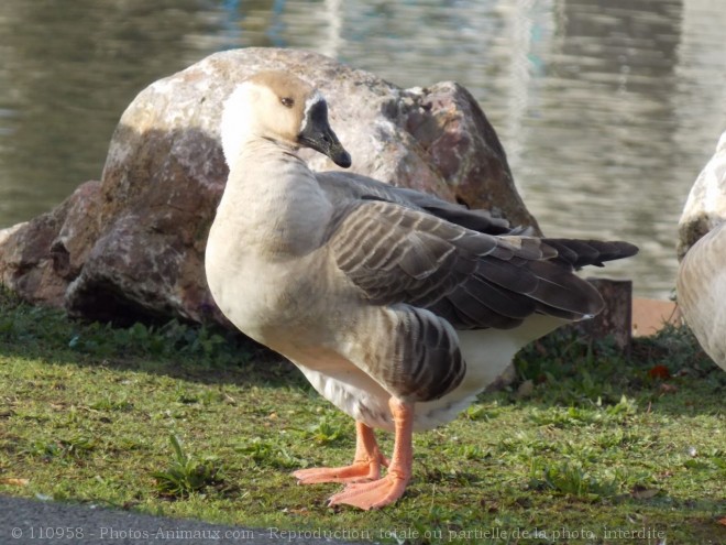 Photo d'Oie de guine