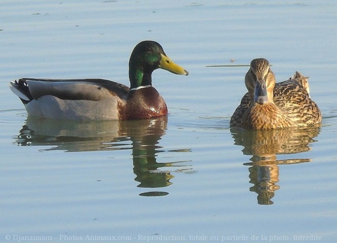 Photo de Canard colvert