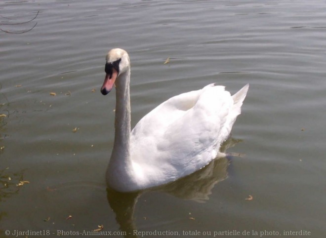 Photo de Cygne