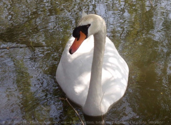 Photo de Cygne