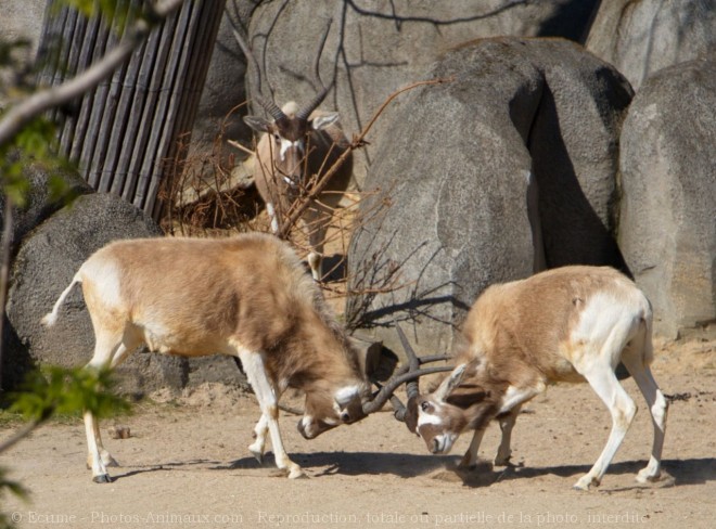 Photo d'Antilope