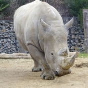 Photo de Rhinocros