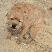 Photo de Border terrier