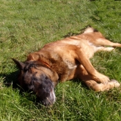 Photo de Berger belge malinois