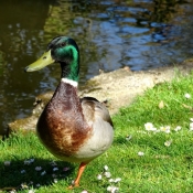 Photo de Canard colvert