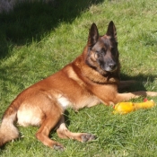 Photo de Berger belge malinois