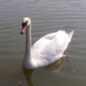 Photo de Cygne