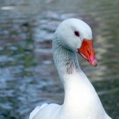 Photo d'Oie blanche