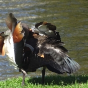 Photo de Canard tadorne casarca