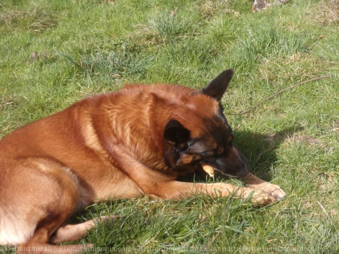 Photo de Berger belge malinois