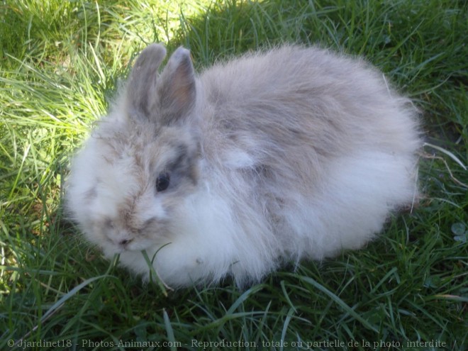 Photo de Lapin