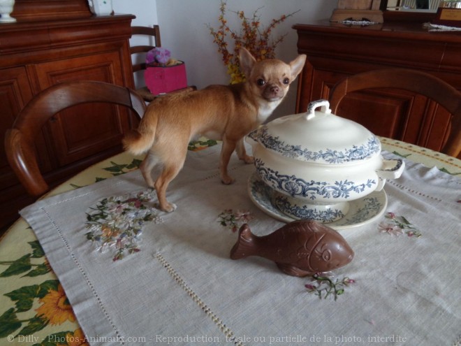 Photo de Chihuahua  poil court