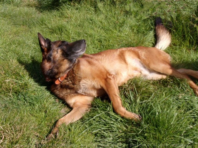 Photo de Berger belge malinois