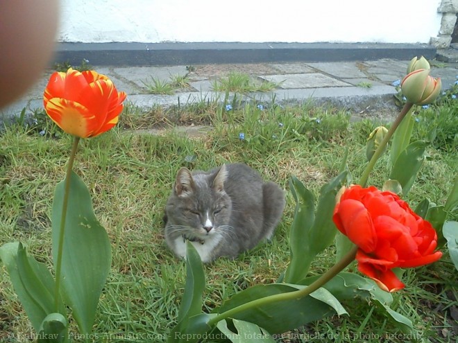 Photo de Chat domestique