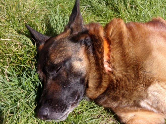 Photo de Berger belge malinois