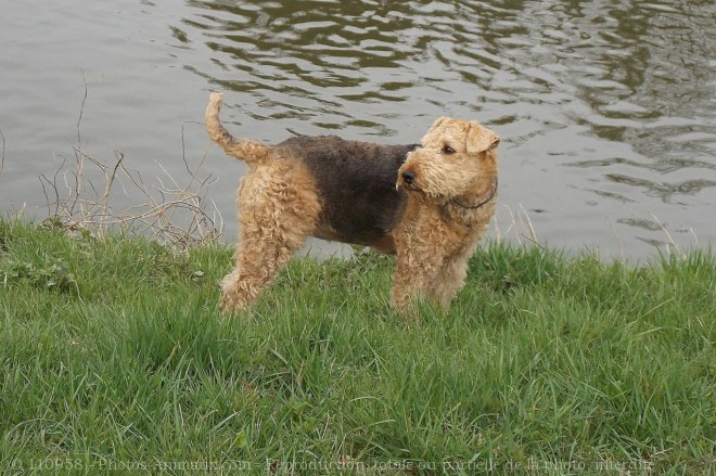 Photo d'Airedale terrier