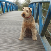 Photo d'Airedale terrier