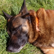 Photo de Berger belge malinois