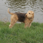 Photo d'Airedale terrier