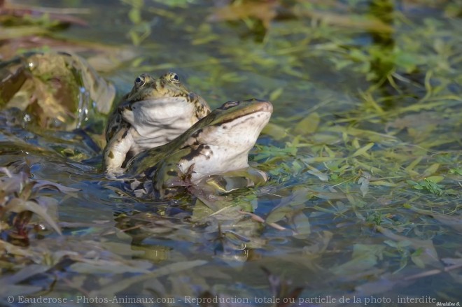 Photo de Grenouille