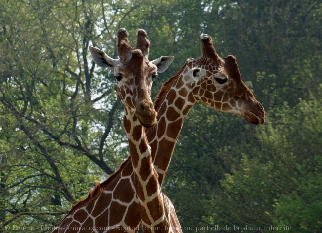 Photo de Girafe