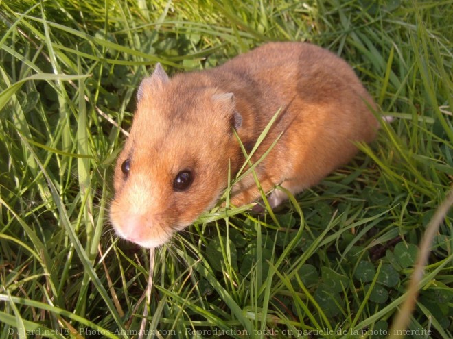 Photo de Hamster