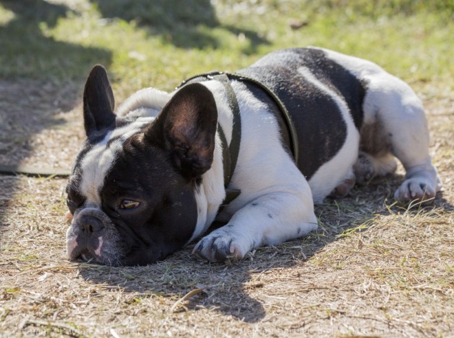 Photo de Bouledogue franais