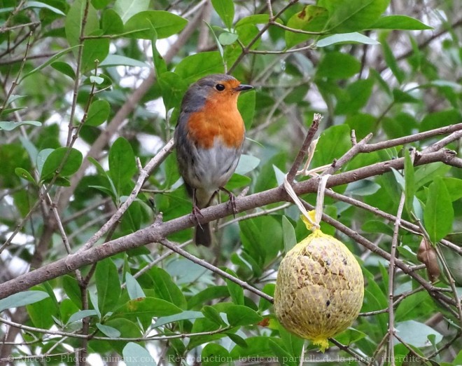 Photo de Rouge gorge