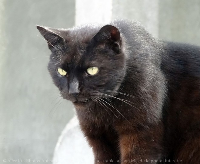 Photo de Chat domestique