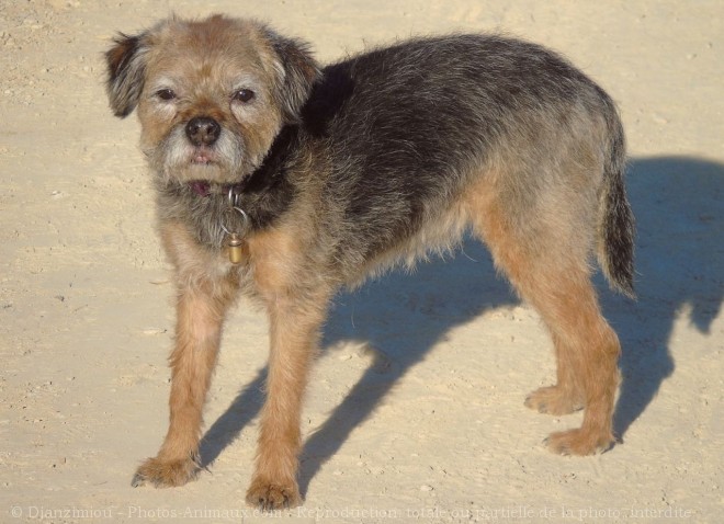 Photo de Border terrier