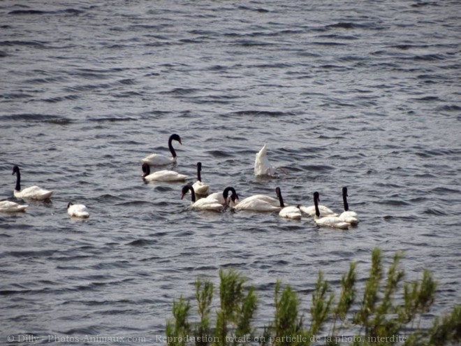 Photo de Cygne