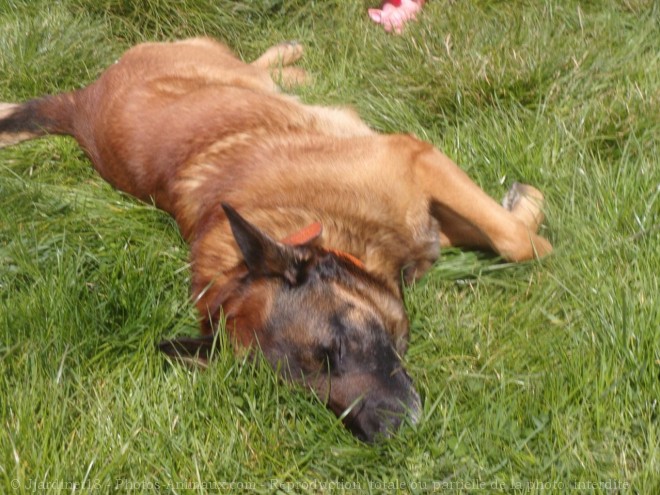 Photo de Berger belge malinois