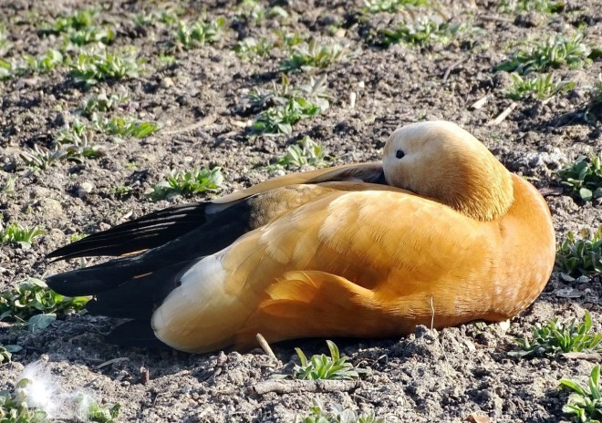 Photo de Canard tadorne casarca