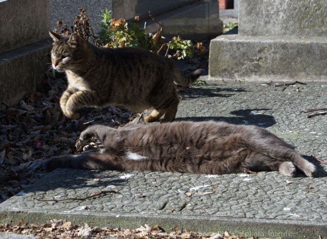 Photo de Chat domestique