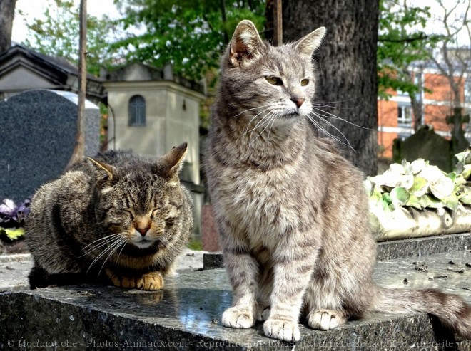 Photo de Chat domestique