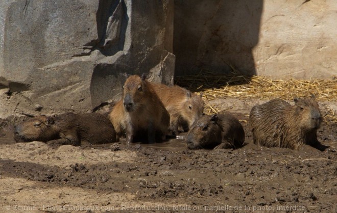 Photo de Cabiai ou capybara