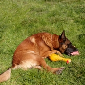 Photo de Berger belge malinois