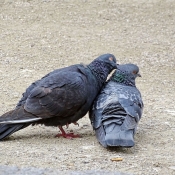 Photo de Pigeon