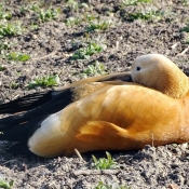 Photo de Canard tadorne casarca