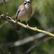 Photo de Geai - des chnes