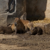 Photo de Cabiai ou capybara