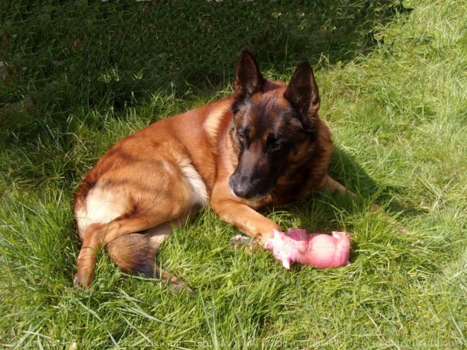 Photo de Berger belge malinois