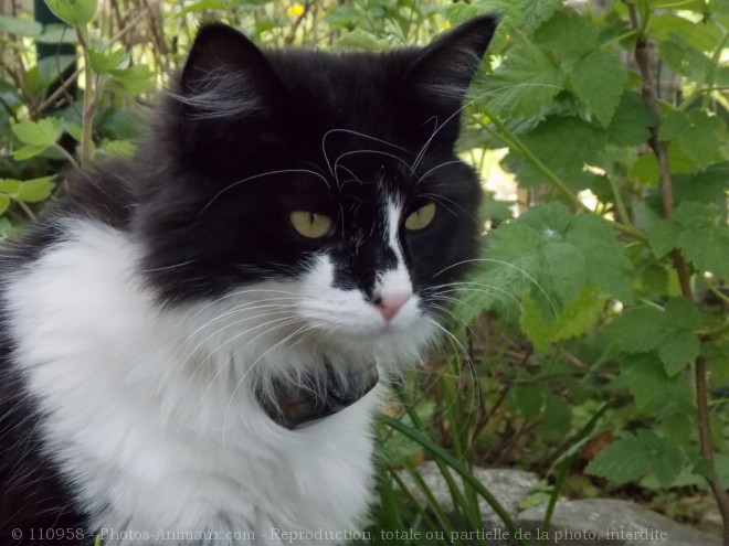 Photo de Chat domestique