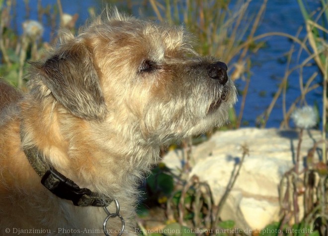 Photo de Border terrier